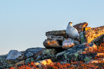 Beautiful white bird in arctic region, Rock ptarmigan, Lagopus muta standing on a rocky ground in warm light in nature in Northern Finland © Kersti Lindström