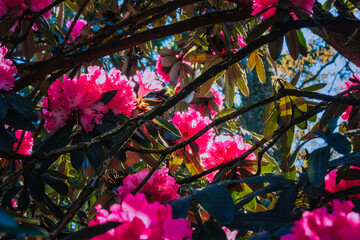 Rhododendrons roses éclatants en fleurs à travers un entrelacs de branches ensoleillées © Pyc Assaut