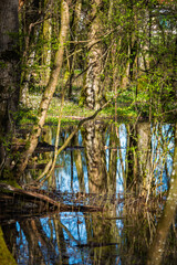 Obraz premium Reflet de troncs d'arbres dans une forêt marécageuse inondée au printemps