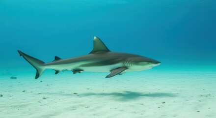 Obraz premium Majestic Oceanic Shark Swimming Gracefully in Clear Blue Waters