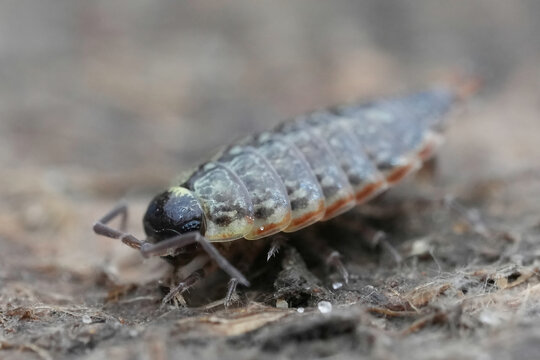 Closeup on a common fast woodlouse , Philoscia muscorum on a piece of wood in the garden