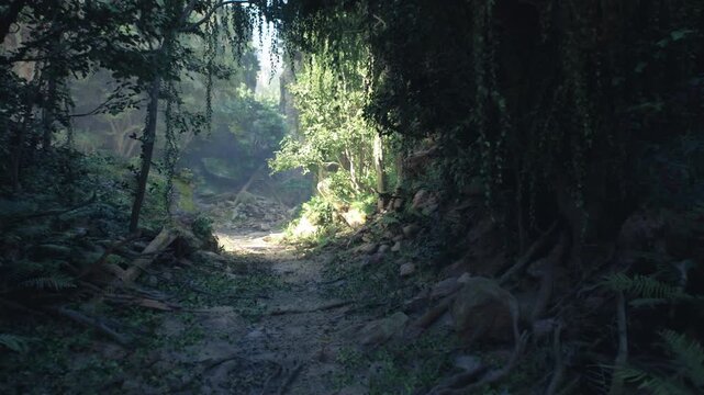 ancient forest corridor carved by roots and stone, slow light filtering through heavy canopy, textured ground with lichen and moss, evocative setting
