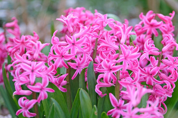Fototapeta premium Hyacinthus orientalis, hyacinth ‘Pink Festival’ in flower.