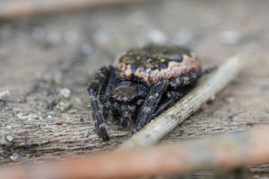Detailed close-up of a distinctively marked walnut orb-weaver spider Nuctenea umbratica on a textured wooden surface, natural light