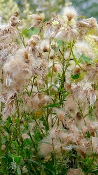 Sow thistle blooms in a field. Selective focus.