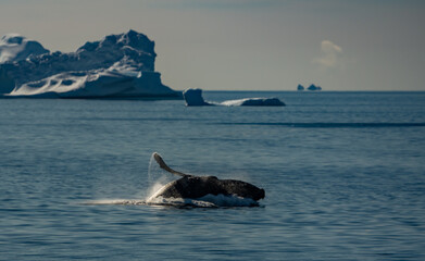 Fototapeta premium Continental Landing , Partal Point Antartica on a calm sunny day