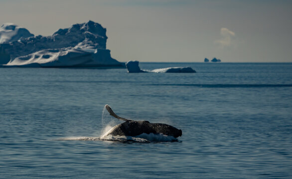 Continental Landing , Partal Point Antartica on a calm sunny day