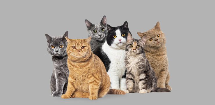 Domestic cats group sitting on gray background
