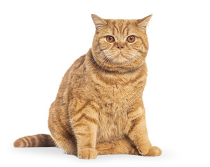 Fototapeta premium Ginger british shorthair cat sitting looking at camera
