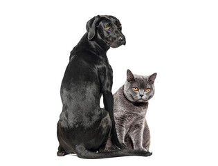 Naklejka premium Black dog and grey cat sitting together looking
