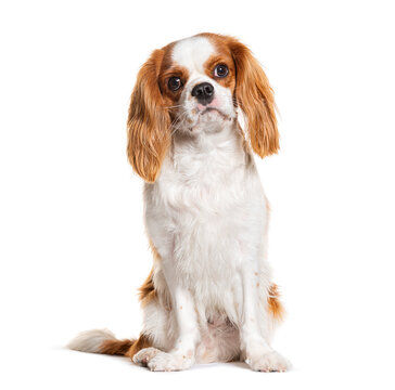 Cavalier king charles spaniel dog sitting portrait