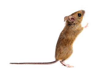 Obraz premium Wood mouse standing on hind legs on white background
