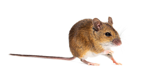 Obraz premium Wood mouse caught in profile, isolated on white background