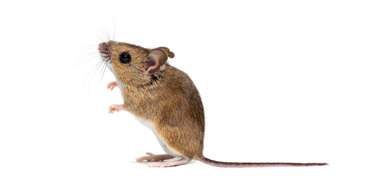 Wood mouse apodemus sylvaticus standing on white background