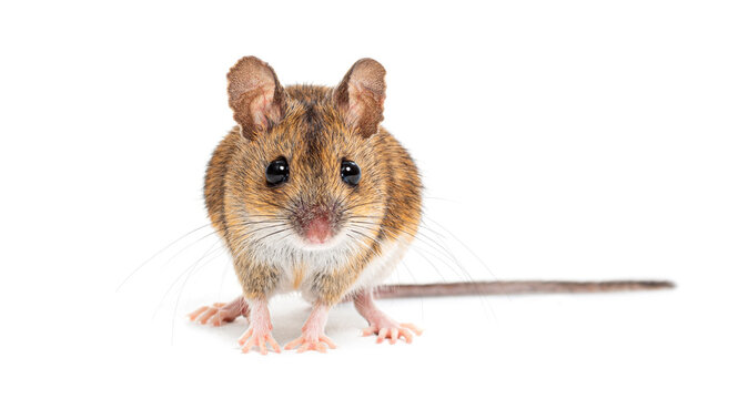 Wood mouse, apodemus sylvaticus, standing on white background