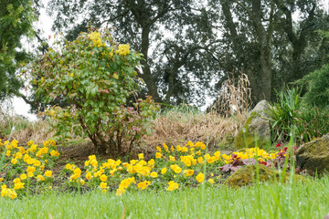 Obraz premium Bright yellow flowers bloom in a garden with trees and rocks during a cloudy day in spring
