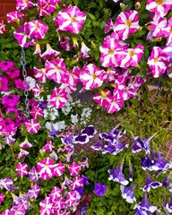 Naklejka premium pink flowers in the garden