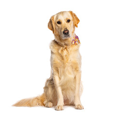 Fototapeta premium Golden retriever dog sitting with patterned bandana
