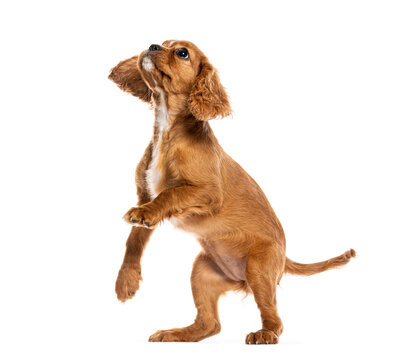 Cavalier king charles spaniel puppy standing looking up
