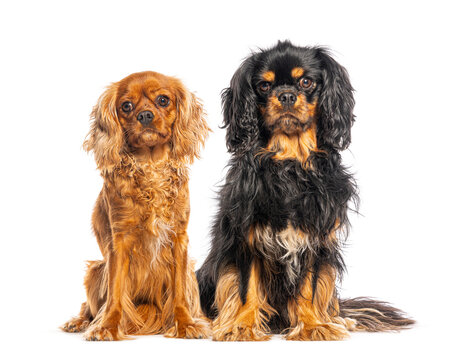 Pair of cavalier king charles spaniels sitting on white