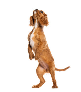 Cute brown puppy begging against white background