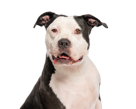 Black and white pit bull dog looking straight