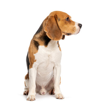 Beagle dog sitting, looking sideways, white background