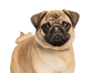 Obraz premium Pug dog looking at camera with wrinkled face