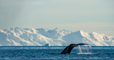 Lots of whales feeding and diving at Continental Landing , Partal Point Antartica on a calm sunny day © Gail Johnson