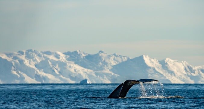 Lots of whales feeding and diving at Continental Landing , Partal Point Antartica on a calm sunny day