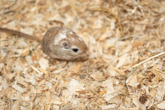 Mongolische Rennmaus als Haustier - Maus