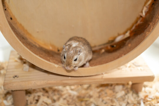 Mongolische Rennmaus im Laufrat am springen