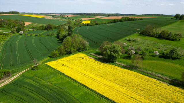 A rapeseed field in bloom, seen from above