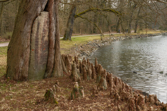 Taxodium distichum Sumpfzypresse Detail Stamm mit geschlossenem Hohlraum und Adventivwurzeln