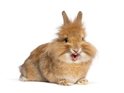 Lionhead dwarf rabbit yawning on white background