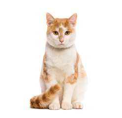 Fototapeta premium Domestic cat sitting, looking at camera on white