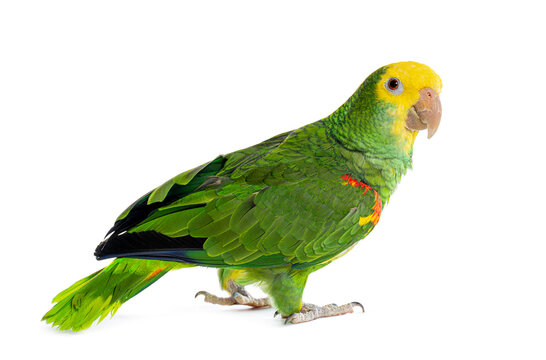 Yellow headed amazon parrot bird standing on white background