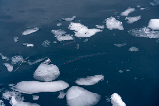 Salp plankton Sunrise, Charcot Bay Zodiac cruise Antartica with lots of icebergs