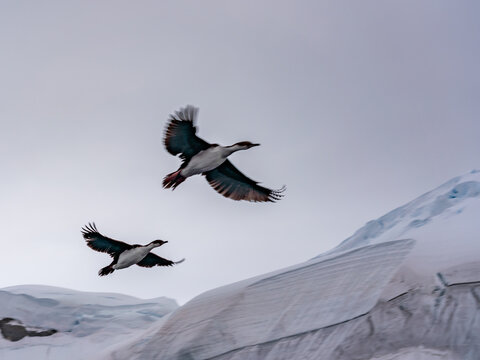 Sunrise, Charcot Bay Zodiac cruise Antartica with lots of icebergs