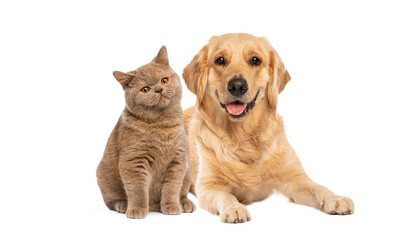 Fototapeta premium Golden retriever dog and cat showing friendship concept
