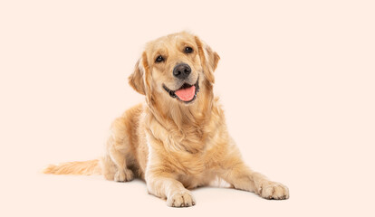 Obraz premium Golden retriever dog lying down with happy expression