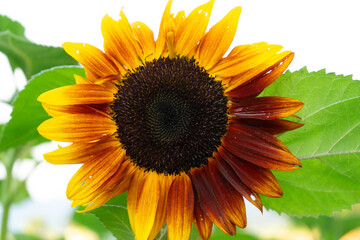 Obraz premium Sunflower on white sky