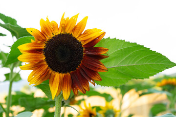 Obraz premium Sunflower isolated on white