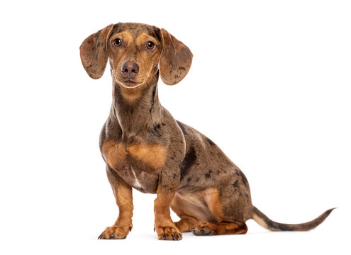 Dapple dachshund dog sitting looking at camera