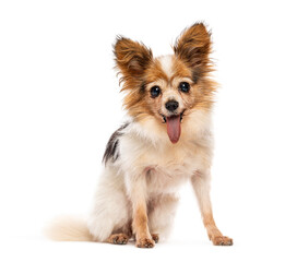 Fototapeta premium Papillon dog sitting and smiling with tongue out