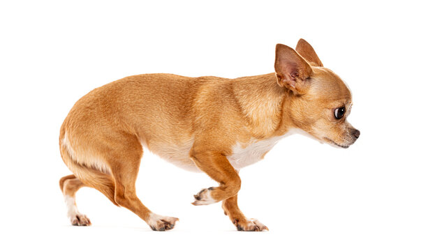 Chihuahua dog looking and walking on white background