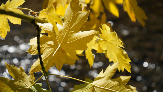 Big leaf maple in fall