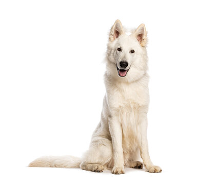 White swiss shepherd dog sitting panting, looking at camera