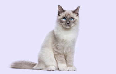 Fototapeta premium Birman cat kitten sitting looking at camera