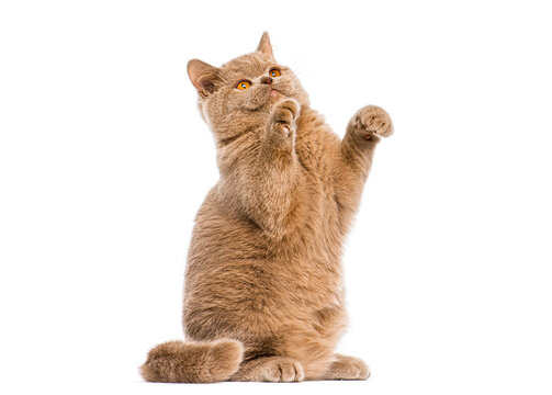 British shorthair kitten playing standing on hind legs